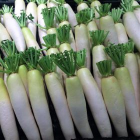White Radish Vegetable Seed - 50 Seeds