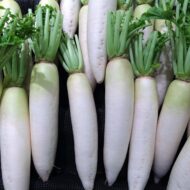 White Radish Vegetable Seed - 50 Seeds - Image 2
