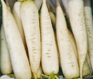 White Radish Vegetable Seed - 50 Seeds - Image 3