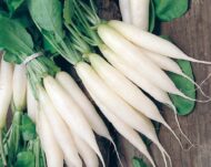 White Radish Vegetable Seed - 50 Seeds - Image 7
