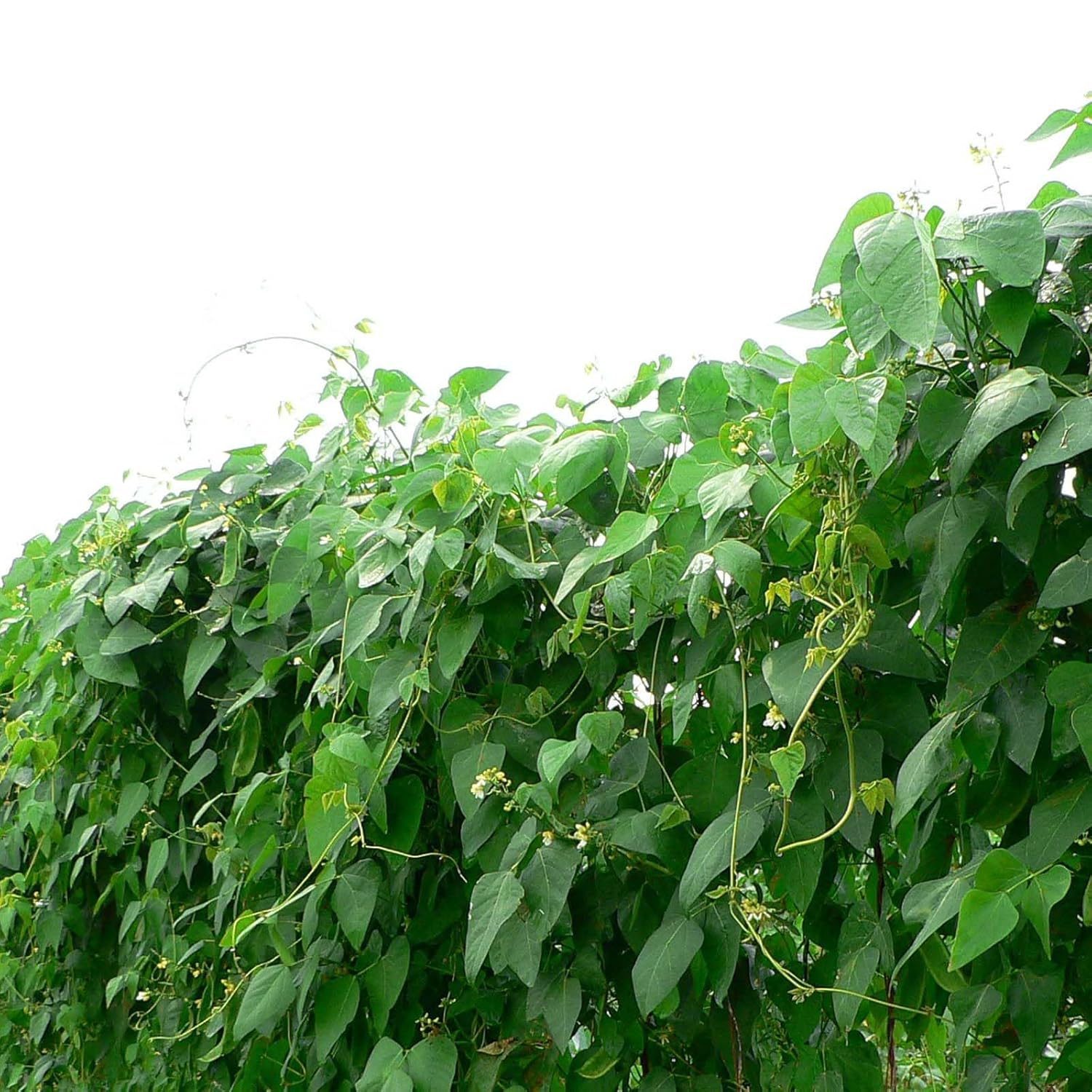 Flat Lima Bean Lablab Sem Bakla Vegetable Seed - Image 5