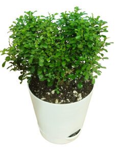 Table Kamini Plant Dwarf Kamini Murraya Paniculata in White Self Watering pot 1 Live Healthy Plant