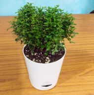 Table Kamini Plant Dwarf Kamini Murraya Paniculata in White Self Watering pot 1 Live Healthy Plant - Image 2
