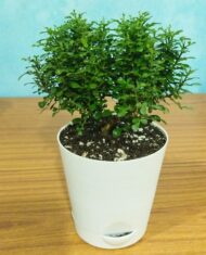 Table Kamini Plant Dwarf Kamini Murraya Paniculata in White Self Watering pot 1 Live Healthy Plant - Image 3