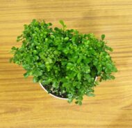Table Kamini Plant Dwarf Kamini Murraya Paniculata in White Self Watering pot 1 Live Healthy Plant - Image 4