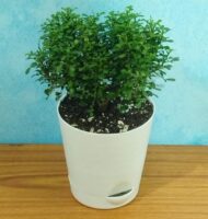 Table Kamini Plant Dwarf Kamini Murraya Paniculata in White Self Watering pot 1 Live Healthy Plant - Image 6
