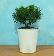 Table Kamini Plant Dwarf Kamini Murraya Paniculata in White Self Watering pot 1 Live Healthy Plant - Image 8