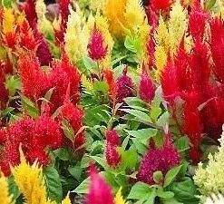 Mixed Cockscomb Flowers Seeds 50 Seeds