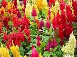 Mixed Cockscomb Flowers Seeds 50 Seeds