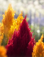 Mixed Cockscomb Flowers Seeds 50 Seeds - Image 4