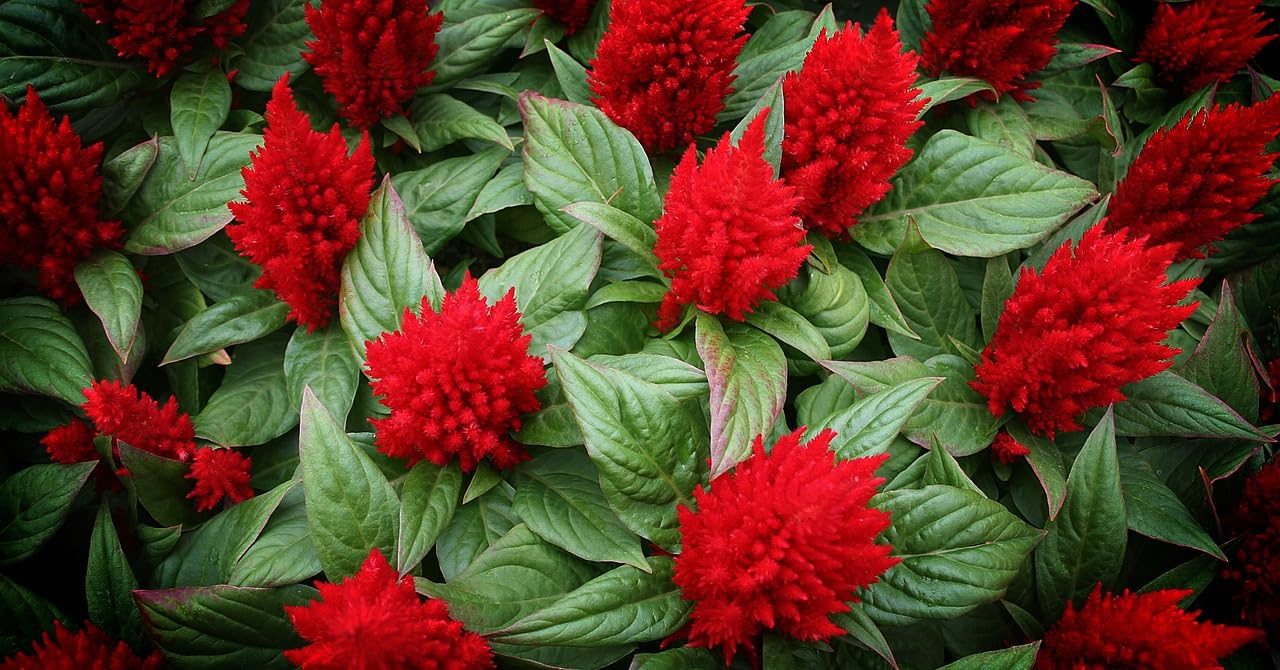 Mixed Cockscomb Flowers Seeds 50 Seeds - Image 5
