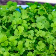 Coriander Cilantro Vegetable Seed for Home Garden 100 seeds Pack