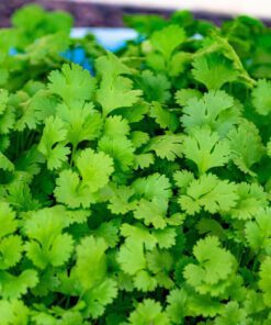 Coriander Cilantro Vegetable Seed for Home Garden 100 seeds Pack