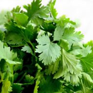 Coriander Cilantro Vegetable Seed for Home Garden 100 seeds Pack - Image 3
