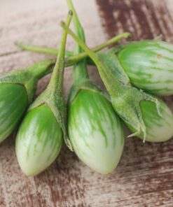 Brinjal Green Oval seeds 50 Seeds