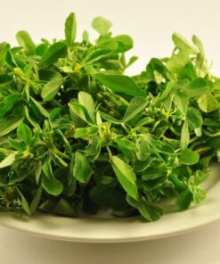 Fenugreek, Methi, Trigonella foenum-graecum, Herbs Seeds - 100 Seeds Pack