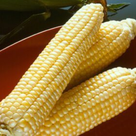 Corn Seeds 20 Seeds