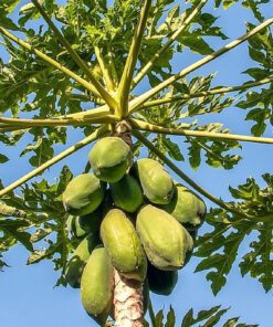 Papaya fruit Seeds 50 seeds