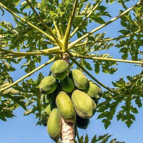Papaya fruit Seeds 50 seeds