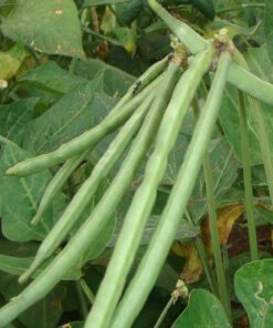 CowpeaBarbatti Seed - 25 Seeds