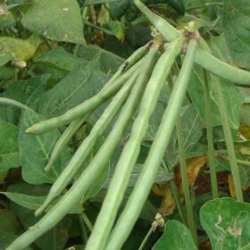 CowpeaBarbatti Seed - 25 Seeds