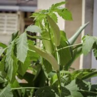 Vegetable Okra Ladies Finger Vendi Bhindi Seed - 30 Seeds Pack