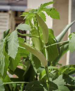 Vegetable Okra Ladies Finger Vendi Bhindi Seed - 30 Seeds Pack