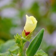 Vegetable Okra Ladies Finger Vendi Bhindi Seed - 30 Seeds Pack - Image 3