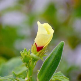 Vegetable Okra Ladies Finger Vendi Bhindi Seed - 30 Seeds Pack - Image 3