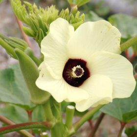 Vegetable Okra Ladies Finger Vendi Bhindi Seed - 30 Seeds Pack - Image 4