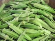 Vegetable Okra Ladies Finger Vendi Bhindi Seed - 30 Seeds Pack - Image 5