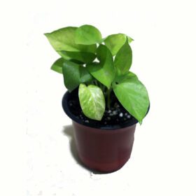 Golden Money Plant, Neon Pothos, Air Purifying Plant, Home Décor Plant, Can Use for Desktop, for Gifting, Lucky Plant, Good Luck, Vastu Plant