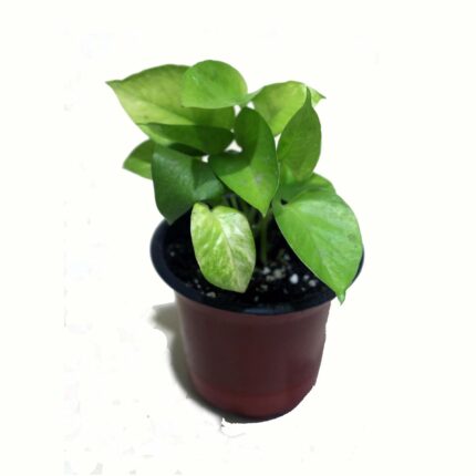 Golden Money Plant, Neon Pothos, Air Purifying Plant, Home Décor Plant, Can Use for Desktop, for Gifting, Lucky Plant, Good Luck, Vastu Plant