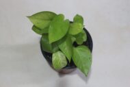 Golden Money Plant, Neon Pothos, Air Purifying Plant, Home Décor Plant, Can Use for Desktop, for Gifting, Lucky Plant, Good Luck, Vastu Plant - Image 3
