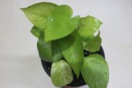Golden Money Plant, Neon Pothos, Air Purifying Plant, Home Décor Plant, Can Use for Desktop, for Gifting, Lucky Plant, Good Luck, Vastu Plant - Image 4
