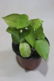 Golden Money Plant, Neon Pothos, Air Purifying Plant, Home Décor Plant, Can Use for Desktop, for Gifting, Lucky Plant, Good Luck, Vastu Plant - Image 5