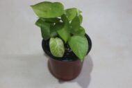 Golden Money Plant, Neon Pothos, Air Purifying Plant, Home Décor Plant, Can Use for Desktop, for Gifting, Lucky Plant, Good Luck, Vastu Plant - Image 6