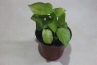 Golden Money Plant, Neon Pothos, Air Purifying Plant, Home Décor Plant, Can Use for Desktop, for Gifting, Lucky Plant, Good Luck, Vastu Plant - Image 7