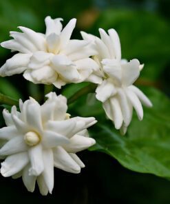 Arabian Jasmine Mogra Plants - Blooming Beauty for Your Garden - Mogra Plants for Home