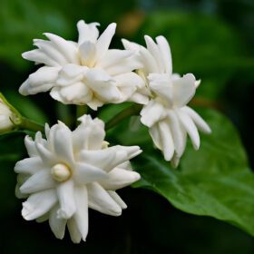 Arabian Jasmine Mogra Plants - Blooming Beauty for Your Garden - Mogra Plants for Home