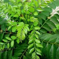 Live Curry Leaf Plant - Curry Patta Plant - Aromatic Herb for Fresh Culinary Adventures