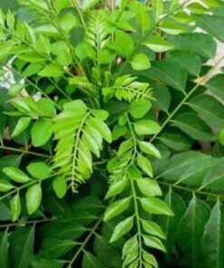 Live Curry Leaf Plant - Curry Patta Plant - Aromatic Herb for Fresh Culinary Adventures