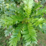 Live Curry Leaf Plant - Curry Patta Plant - Aromatic Herb for Fresh Culinary Adventures - Image 4