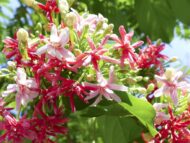 Live Rangoon Creeper Aromatic Honeysuckle Madhumalti Climbing Madhabilata Flower Plant