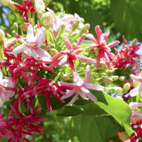 Live Rangoon Creeper Aromatic Honeysuckle Madhumalti Climbing Madhabilata Flower Plant