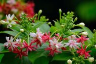Live Rangoon Creeper Aromatic Honeysuckle Madhumalti Climbing Madhabilata Flower Plant - Image 3