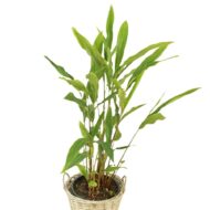 Live Cardamom Chhoti Elaichi Illaichi Plant
