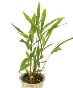 Live Cardamom Chhoti Elaichi Illaichi Plant