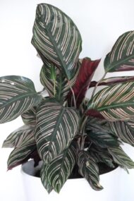Calathea Ornata Pinstripe Live Indoor Plant Air Purifying Prayer Plant in Pot