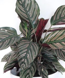 Calathea Ornata Pinstripe Live Indoor Plant Air Purifying Prayer Plant in Pot